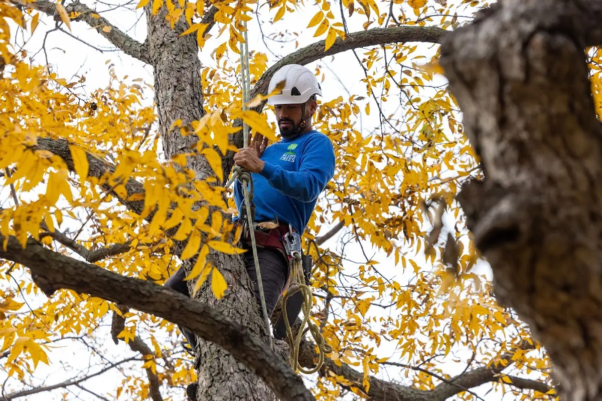Skilled Tree Transplanting crew working in Goshen