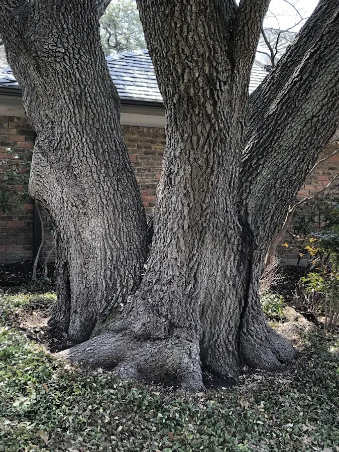 Mature heritage tree close to a Goshen property cared for by certified arborists